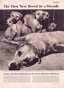Print Ad Rhodesian Ridgeback Doh 1956 AKC Full Page 10.5"x 13.5" - Picture 1 of 1