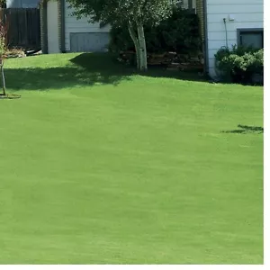 Green Canada Grass Seed, Grows Lawn Thick And Lush As Carpet, Withstands Weather - Picture 1 of 1