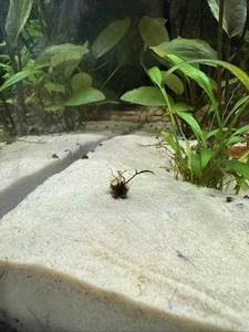 Red Tiger Lotus Bulb Nymphaea Live Aquarium Plant Tropical Lily Fry Betta Water - Picture 1 of 3