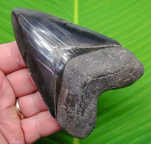 4.40 “ MEGALODON SHARK TOOTH Real Fossil - MUSEUM GRADE - No Restorations - Picture 1 of 4