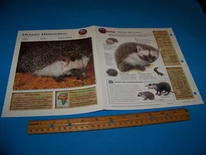 Desert Hedgehog Photo / Information Page Wildlife Explorer 1998 - Picture 1 of 3