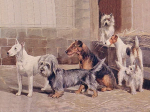 BULLTERRIER AIREDALE WESTIE FOX CAIRN & DANDIE CHARMANTER HUND GRUSS NOTIZKARTE - Bild 1 von 1