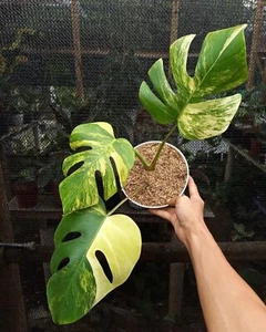 Monstera Marmorata Aurea Variedad con Certificado Fitosanitario - Imagen 1 de 1