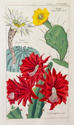 Dietrich Feigenkaktus Cereus Opuntia Flora Universalis Original Kupferstich 1850 - Bild 1 von 4