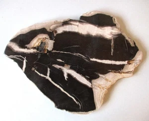 fossiles versteinertes Holz - Palme - 30 cm Scheibe poliert + Java, Indonesien - Bild 1 von 4