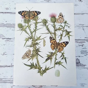 Painted Lady Butterfly Insect Print Antique Vintage Naturalist Ephemera - Picture 1 of 2