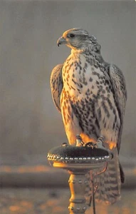 Bahrain - Falcon - Publ. Falcon Cinephoto - Picture 1 of 2