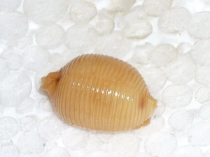 CYPRAEA CHILDRENI VERY BIG - Picture 1 of 2