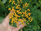 East Himalayan Elderberry, Asian Dwarf Elder - Sambucus adnata - 20 fresh seeds