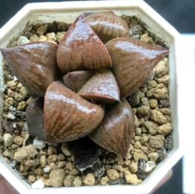 Haworthia Chocolate Mocha plant very well rooted ,  Succulent - Image 1 of 3