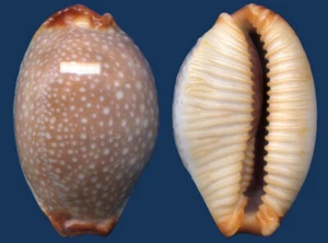 Muschel Cypraea staphylaea Muschel - Bild 1 von 2