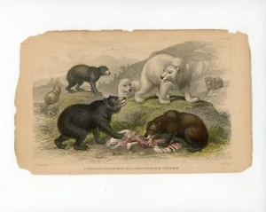 OSOS Luchando por la Comida Grabado Coloreado a Mano de Orfebrería Historia Tierra 1774 - Imagen 1 de 2