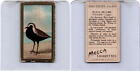 T42 American Tobacco, Birds, 1910, Black Bellied Plover (C)
