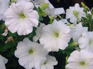 50 SEMILLAS DE PETUNIA BLANCA - Imagen 1 de 1