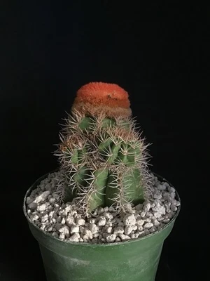Melocactus matanzanus racimo cactus raro Foto 1 de 4