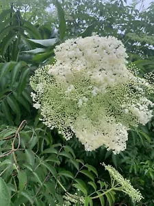 2 Elderberry Live Plant 15" + Bare Root Native Edible Medicinal Organic Berries - Picture 1 of 6