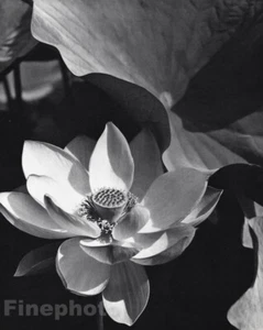 1915/63 Vintage LOTUS Flower By EDWARD STEICHEN Botanical Garden Photo Art 11x14 - Picture 1 of 1