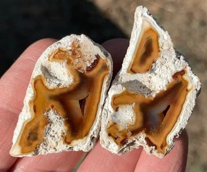 AGATIZED CORAL FOSSIL Chalcedony Fossilized Mineral Reef Ocean Specimen FLORIDA - Picture 1 of 4