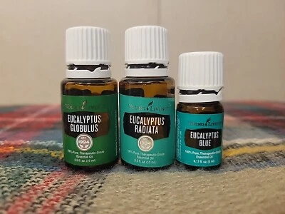 3 Young Living масло EUCALYPTUS RADIATA 95% 15 мл, Globulus 15 мл 75%, синий 5 мл 60% - Изображение 1 из 4