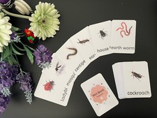 24 Insect Real Image Flash Cards - EYFS/ Preschool/ Toddler/ SEN/ KS1/ ESL