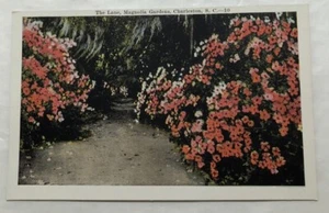 The Lane, Magnolia Gardens, Charleston, S.C. Postcard (V2) - Picture 1 of 2