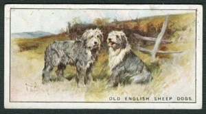 OLD ENGLISH SHEEPDOG WILLS 1926 NEW ZEALAND ISSUE DOG CIGARETTE CARD No 33 - Foto 1 di 2