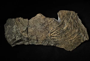Big rare detailed crinoid fossil head (240 mm) Pentacrinites Jurassic Coast UK - Picture 1 of 12