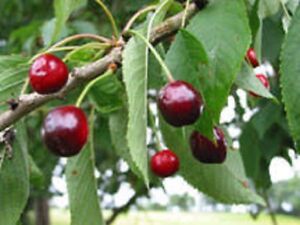 10 x Wild Cherry tree seeds, (prunus avium) 