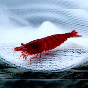 30x GAMBA NEOCARIDINA BLOODY MARY, para acuario, pecera de agua dulce y caliente - Imagen 1 de 3