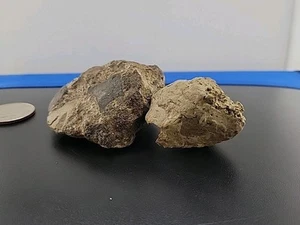 Complete Turtle Shell And Skull Fossil Cretaceous Period Baby Alligator Snapper  - Picture 1 of 24