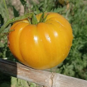 Tomate Oro Giant , 10 semillas (126) - Picture 1 of 1
