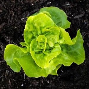 1/4 Lb Tom Thumb Leaf Lettuce Seeds - Everwilde Farms Mylar Seed Packet - Picture 1 of 2