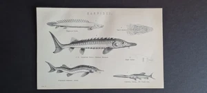 Antique (c. 1890) print - Fish - Ganoidei - Sturgeon - Sterlet - Paddle Fish - Picture 1 of 1