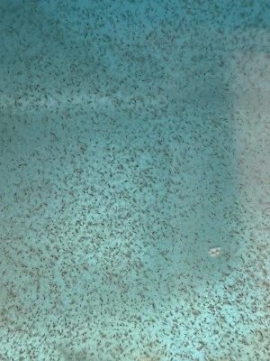 7000+ Живых Культур Мойны Макрокопы (Родственник Дафнии) БЕСПЛАТНАЯ ДОСТАВКА НА НОЧЬ! - Изображение 1 из 4