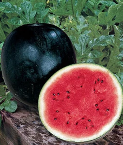 25 SUGAR BABY WATERMELON Citrullus Lanatus Sweet Red Fruit Melon Vine Seeds - Picture 1 of 2