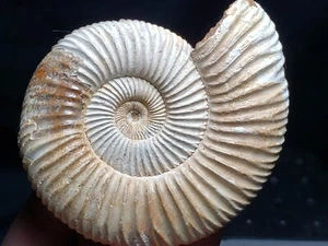Ammonite Sivajiceras Fossil from Madagascar 3" (5.1 oz.) - Picture 1 of 4
