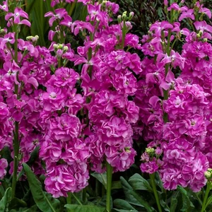 50 Stock Seeds Mime Pink Cut Flower F1 Variety - Picture 1 of 1