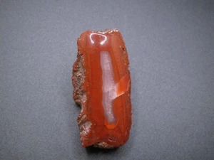 Yellow Cat Petrified Wood - Polished - 1.3 oz. - Picture 1 of 7