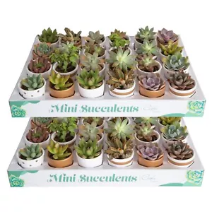 Costa Farms Mini Succulents (48 Pack), Live Succulent Plants in Decor Pots, I... - Picture 1 of 6