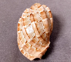 Harpa Major 84mm Edelstein sehr UNGEWÖHNLICH dicke RIPPEN schönes Farbmuster " WOW!!! - Bild 1 von 6