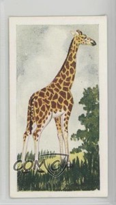 1954 Neilson's Chocolate Interesting Animals Giraffe #32 0j8f