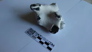 Cretirhynchia retracta auf Feuerstein Brachiopode Rügen Kreidezeit - Bild 1 von 3