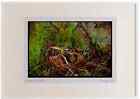 268024 Painted Snipe Watercolour Picture Frame Ltd Ed A3