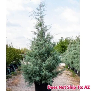 Arizona Cypress Plant Live Blue Ice Evergreen Fast Growing 2 Gal Pot 2-3 Ft - Picture 1 of 4