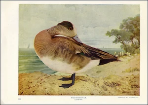 1900 Estampado Vintage Paloma Padrino Calvo Pato Pájaro América del Norte Humedales Costeros - Imagen 1 de 3