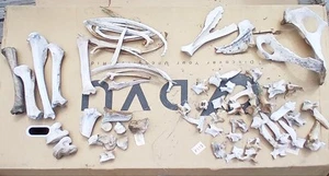 Ethically Sourced Cow Bones, Dried Bones - Picture 1 of 3