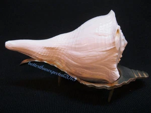 DAKSHINAWARTI SHRI LAKSHMI DAKSHINAVARTI SHANKH CONCH WITH BRASS STAND~ 5.5 Inch - Picture 1 of 2