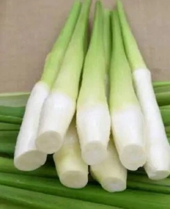 1 x Zizania caduciflora 、water bamboo roots 多年生 / 茭白根茎/ not for WA, NT, TAS - Picture 1 of 3