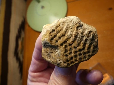 Corteza de lepiododendro fósil de planta antigua 250701 Foto 1 de 4