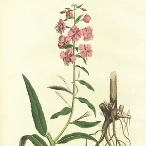 Rare 1777 CURTIS FLORA LONDINENSIS Hand-Colored Folio Engraving: ROSEBAY WILLOW - Picture 1 of 7